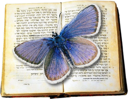 The Butterfly Garden