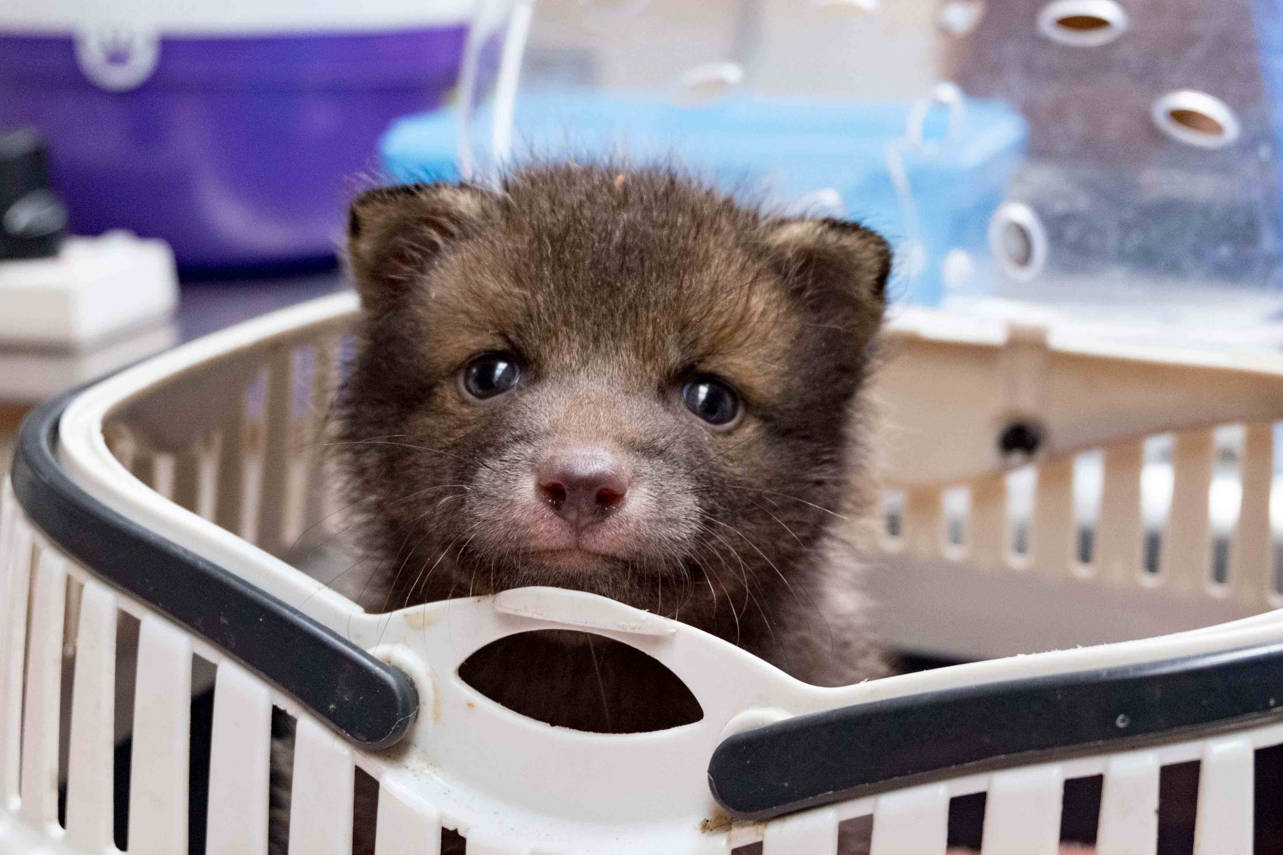 Fox cub at Vale Wildlife Hospital