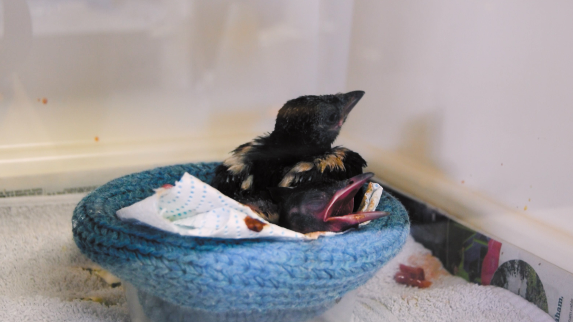 Rescue birds at Vale Wildlife Hospital